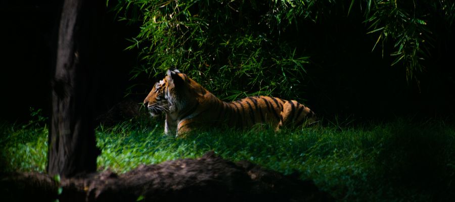 Jim Corbett Jungle Safari Tour