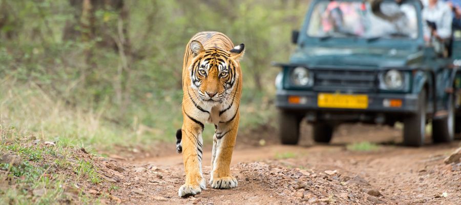 Dhikala Forest Safari Tour
