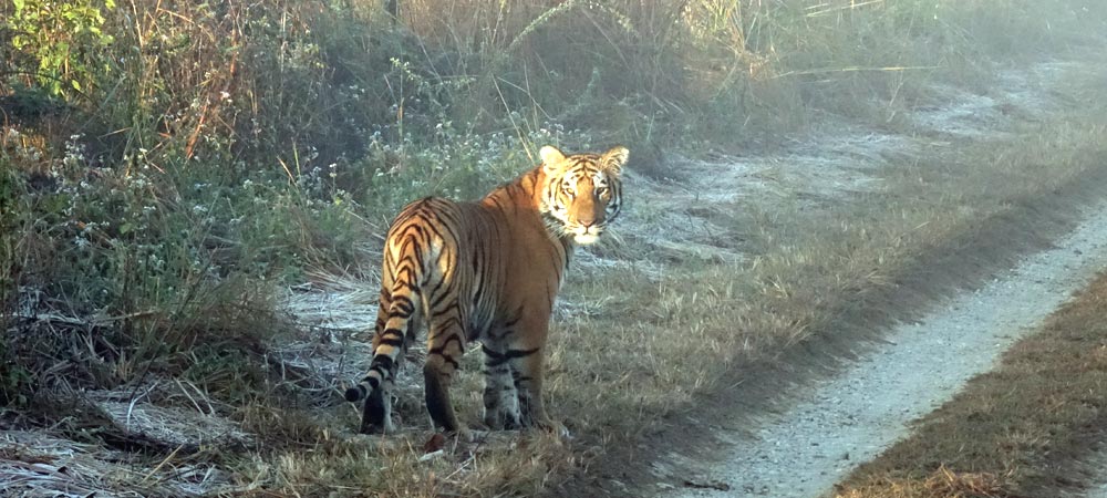 Durgadevi Forest Lodge / Durgadevi Forest Rest House / Durgadevi Forest Eco-Tourism Zone Night Stay Accommodation in Jim Corbett National Park