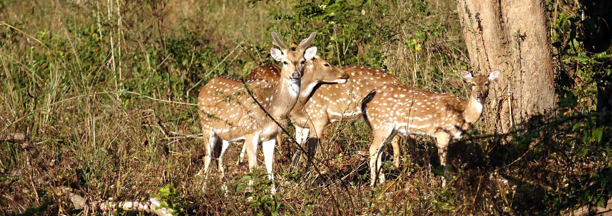 Flora & Fauna In  jim corbett national park India