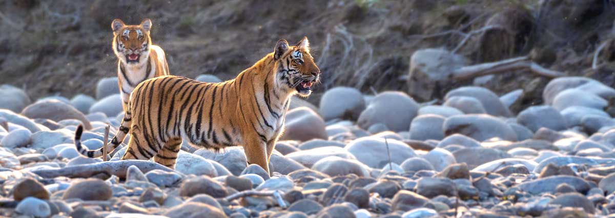 Flora & Fauna In jim corbett national park India Flora & Fauna In jim corbett national park India