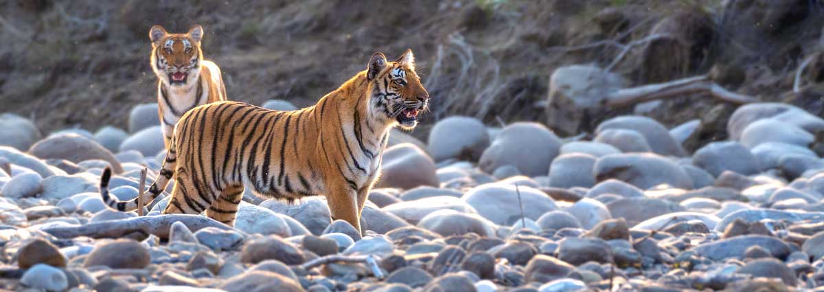 Flora & Fauna In  jim corbett national park India