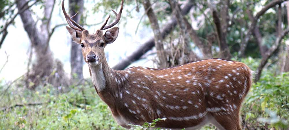 Sonanadi Forest Lodge / Sonanadi Forest Rest House / Sonanadi Forest Zone Night Stay Accommodation in Jim Corbett National Park